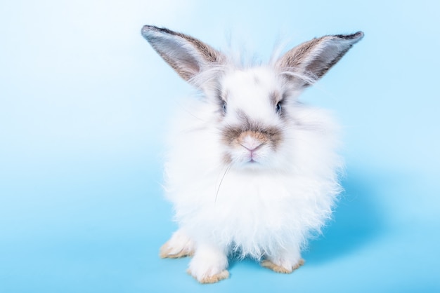 Fat rabbit, white fur and long ears On blue