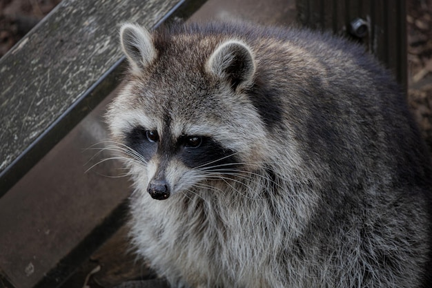 A fat raccoon sits with stained face in the mud