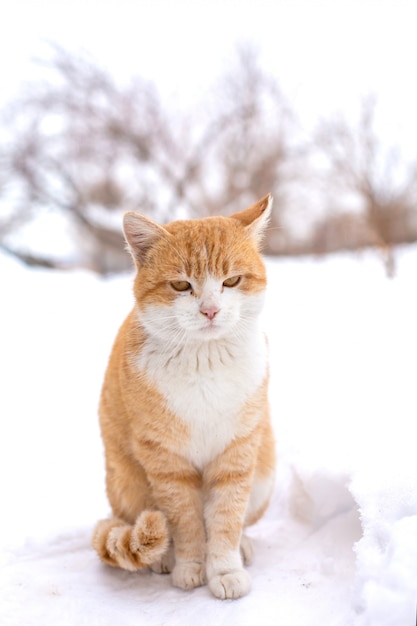 Fat red cat sits in the snow