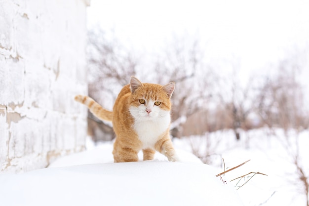 雪の中を歩く太った赤猫