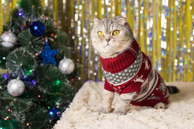 お祝いのセーターを着た太ったスコットランドの灰色の折り畳み猫がクリスマス ツリーの近くに座っています。背景には、クリスマスの背景、クリスマス ツリー、花輪のクリスマス カードがあります。