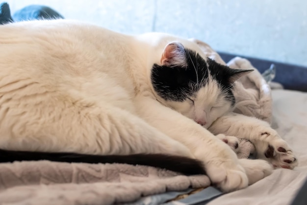 A fat white cat sleeps on a bed