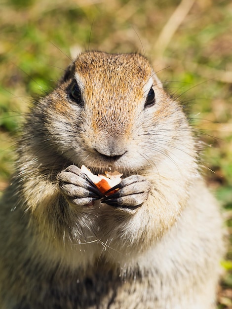 ピーナッツを食べる太った野生のホリネズミ、ホリネズミの肖像画、クローズアップ