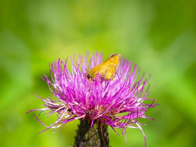 Fathead butterfly on a Thistle flower.