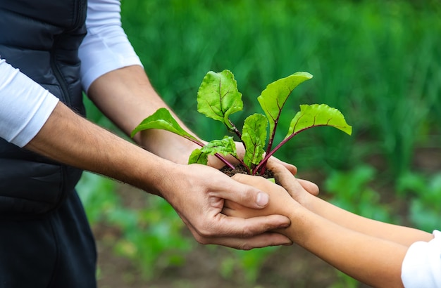 父と子は庭に植物を植えています