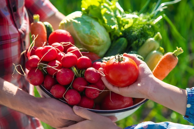 Father and daughter are harvest vegetables from the vegetable garden in hands