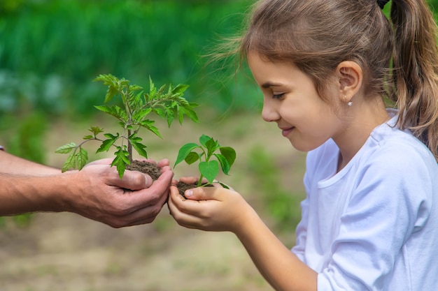 Father and daughter are planting seedlings in the garden