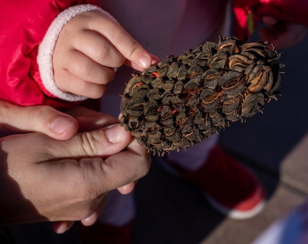 Father showing pine cone for the first time to daughter