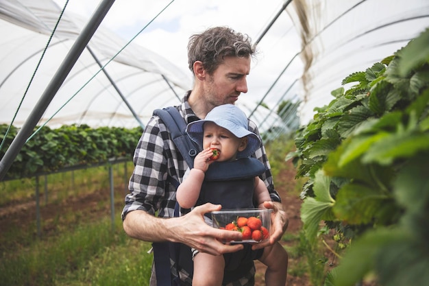 A father and son enjoy picking fresh strawberries together family lifestyle