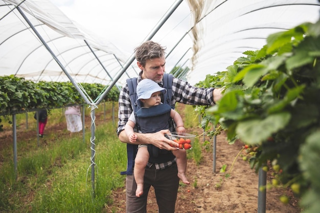 Un padre e un figlio si divertono a raccogliere fragole fresche insieme allo stile di vita familiare