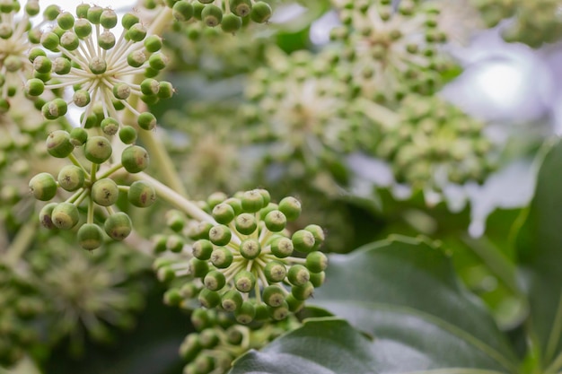 Fatsia japonica close-up groene vruchten op een tak