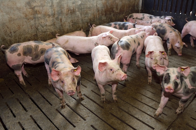 Fattening pigs approaching two months old