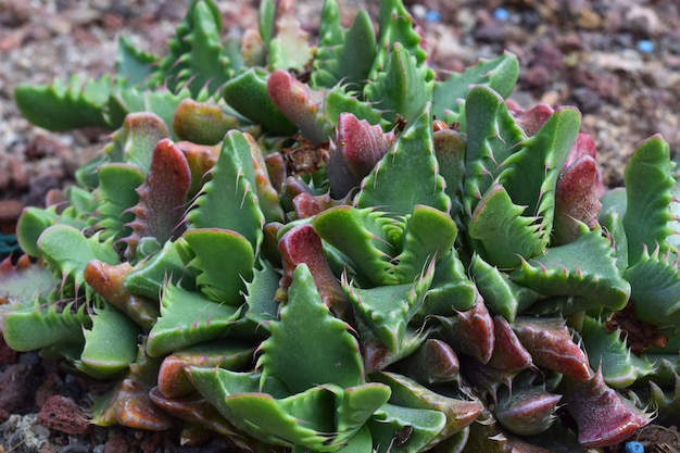 Faucaria tigrina plant op de voorgrond in de botanische tuin