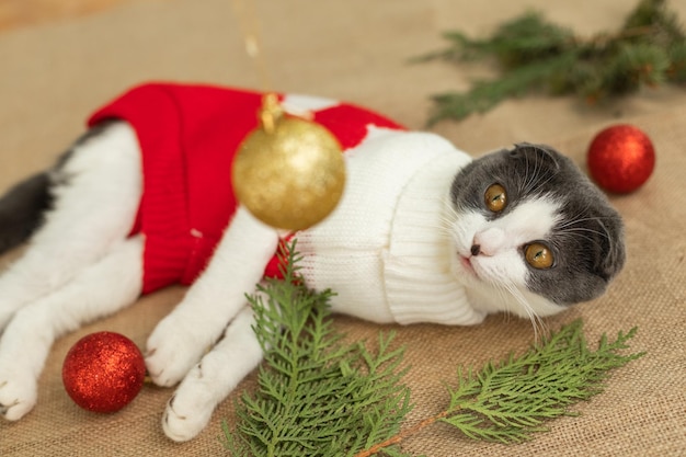 Foto colpa dell'albero di natale caduto gatto domestico rovine e la fine del natale, palle rotte sul pavimento