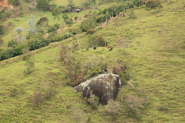 fauna en flora Colombiana