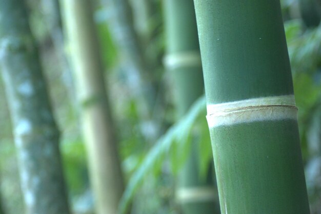 写真 コロンビアの動物と植物