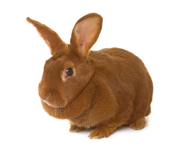 Fauve de Bourgogne rabbit