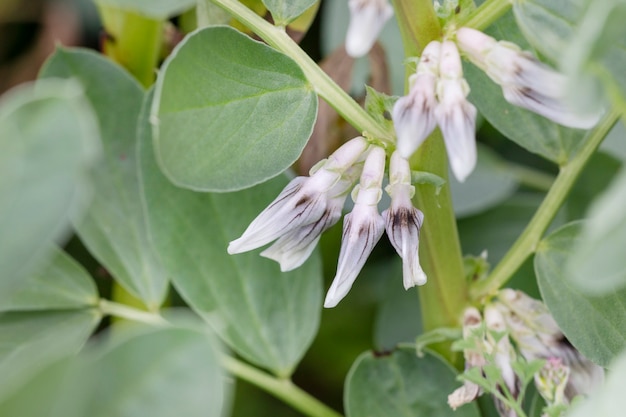 Photo fava beans flower plant.