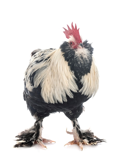 Photo faverolles rooster isolated