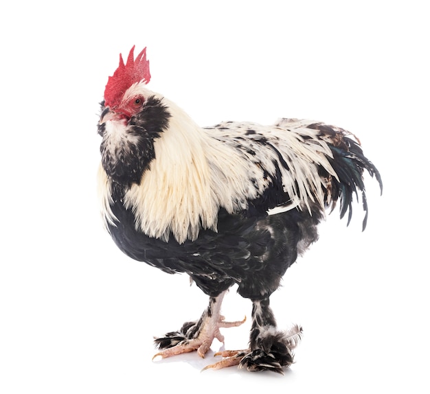 Photo faverolles rooster on white background