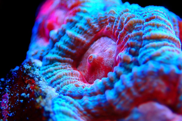 Photo favites is a genus of polyp stony corals in the family merulinidae