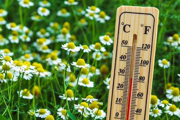 Favorable temperature for flowering chamomile