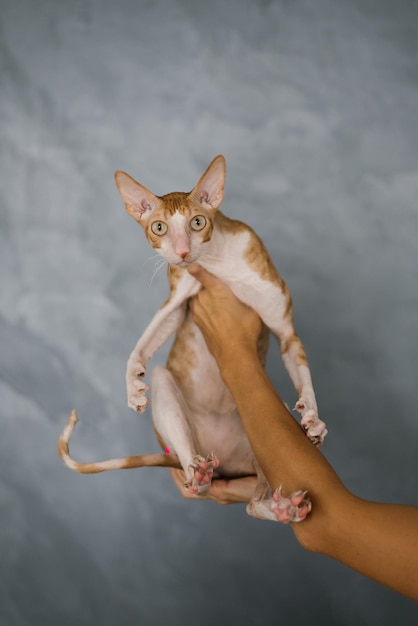 Favorite red cat Cornish Rex is sitting in the arms of the owner