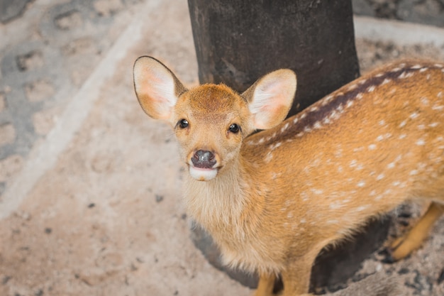 Fawn in the daytime