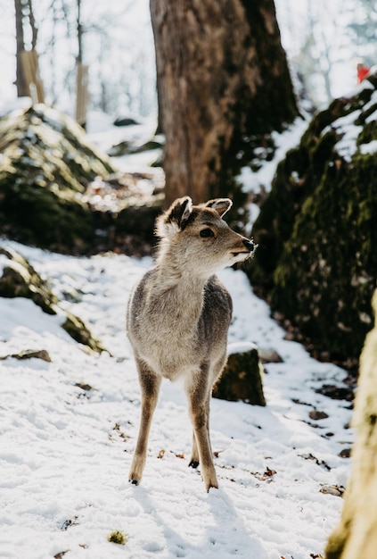 Foto un cervo in piedi su un campo di neve