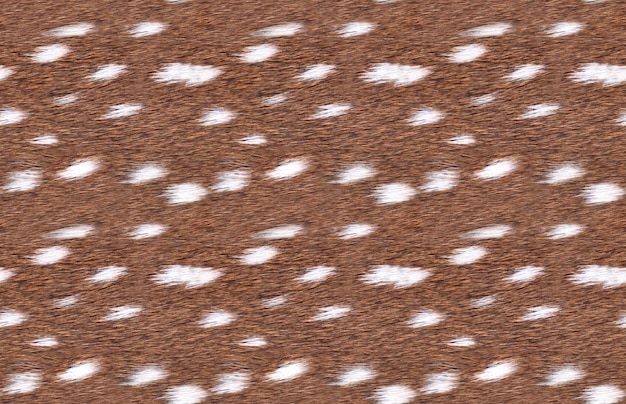 Photo fawn deerskin fur seamless texture