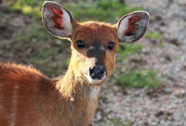 fawn in the forest