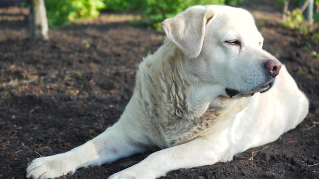 Fawn labrador ligt in het voorjaar op de grond de hond is heet het huisdier kwispelt met zijn staart van vreugde Hondensnuit close-up Labrador portret