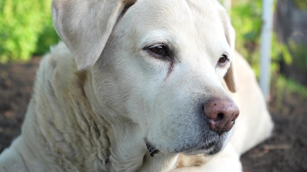 Fawn labrador ligt in het voorjaar op de grond de hond is heet het huisdier kwispelt met zijn staart van vreugde Hondensnuit close-up Labrador portret