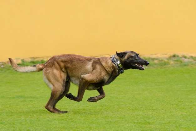 Fawn Malinois는 푸른 잔디에서 실행됩니다.