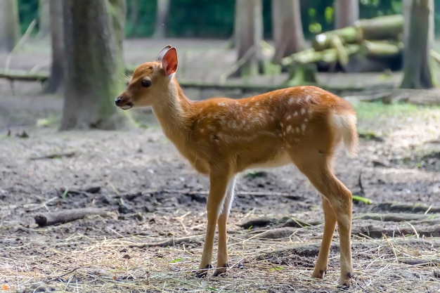 Photo fawn standing on field