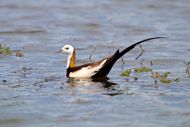 Fazant-de steel verwijderde van Jacana Hydrophasianus chirurgus Mooie Mannelijke Vogels van Thailand