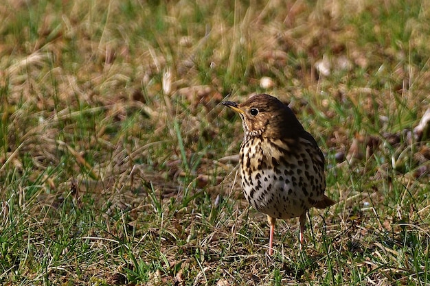 fazant in het gras