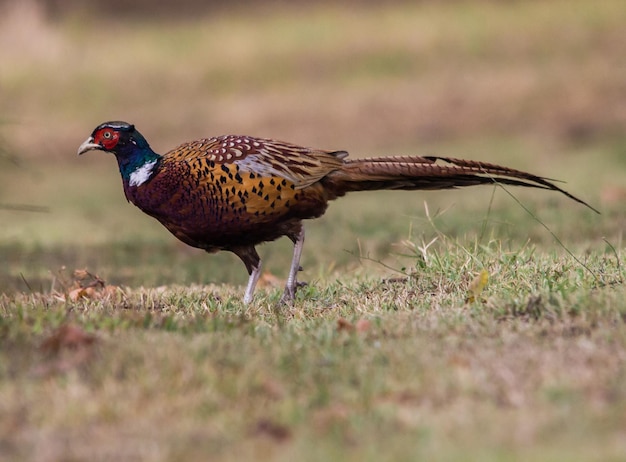 Fazant op het grasveld