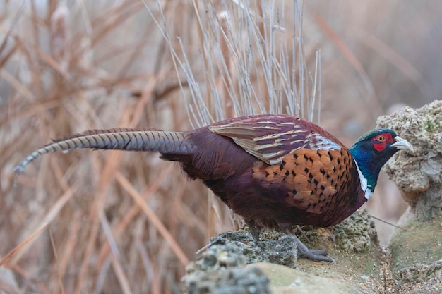 Fazant Phasianus colchicus Toledo Spanje