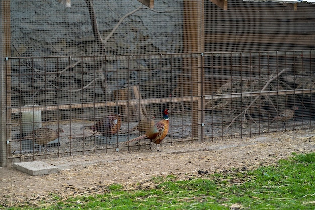 Fazanten op het boerenerf in de paddock