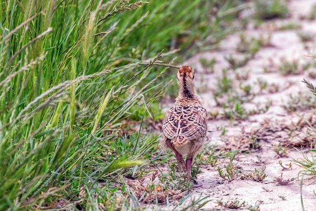 Fazantenkuiken in een grasveld Phasianus colchicus