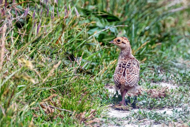 Fazantenkuiken in een grasveld Phasianus colchicus