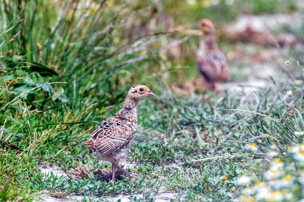 Fazantkuiken in een grasveld (Phasianus colchicus)