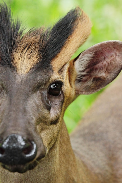 Photo fea's muntjac muntiacus feae