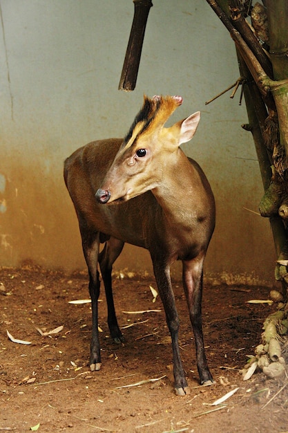 Fea의 Muntjac Muntiacus feae