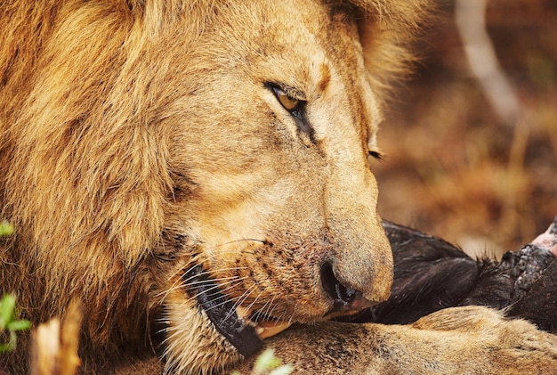 獲物を食べるライオンがアフリカの平原で獲物を食べる様子を切り取ったショット