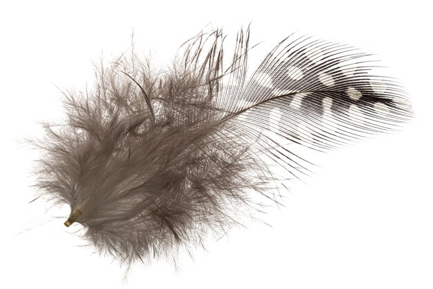 Feather bird isolated on a white background