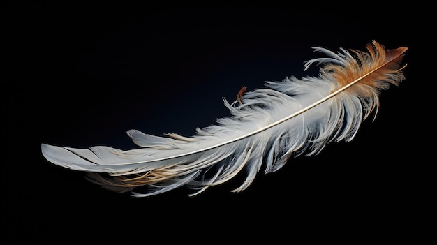 Photo feather in a black background with a black background