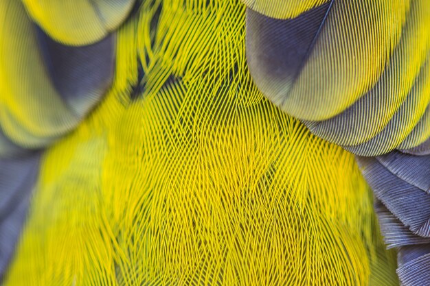 Feather of Black-headed Bulbu