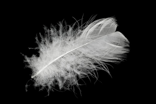 feather on black surface
